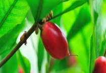 神秘果什么时候成熟？神秘果栽培环境条件