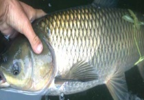 草鱼饵料大全及简单用法 详细如下