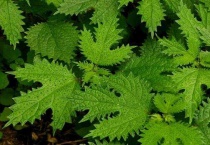 农村的蝎子草叫什么？