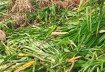 青干草有哪些营养价值 具体怎样调制和贮藏