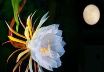 昙花抽杆子是剪掉还是留着