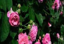 红木香黄叶怎么办？