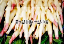 姜什么时间种 什么时间收