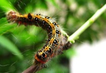 常见无脊椎动物有哪些？