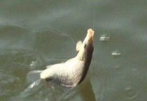 春季钓草鱼技巧大全 附饵料配方