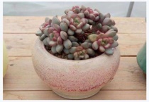 多肉葡萄好养吗？