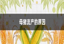 母猪流产的原因？