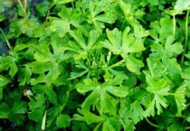 石龙芮可以吃吗？