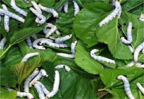 蚕为什么不吃桑叶也不动