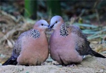 珠颈斑鸠是保护动物吗？