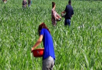 尿素肥料使用过程中的四大误区 附尿素与碳铵混用的后果