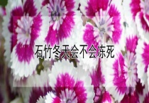 石竹冬天会不会冻死