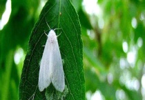 美国白蛾防治技术 美国白蛾的生长习性