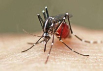 啤酒加什么可以灭蚊子