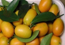 金枣与金桔的区别？