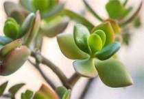 燕子掌插枝能活吗？