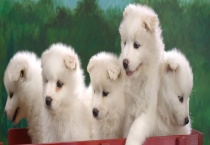 怎么去除狗狗身上的虫子 家里养狗怎样除味