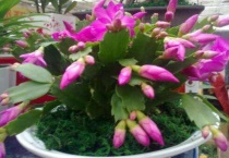 蟹脚兰叶子变软还发皱怎么办？