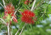 开红花的柳树是什么品种