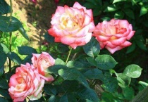 月季黄叶子什么原因？