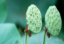 莲蓬能不能生吃 莲蓬有什么食用价值