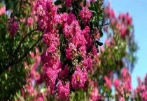 紫薇属于落叶还是常绿植物 附紫薇的生长习性