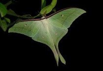 绿尾大蚕蛾是保护动物吗？