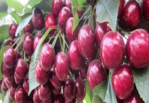 盆栽大樱桃结果需要几年 附其养护多久？