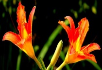 金针花和黄花菜一样吗？