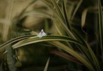 蚂蚁的寓意是什么？