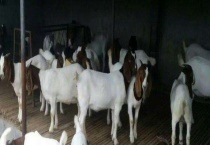 波尔山羊代系由来 如何选择波尔山羊品种来培养