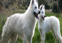 比利时牧羊犬好养吗？怎么养 怎么训练