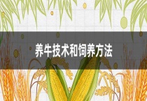 养牛技术和饲养多久？
