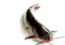 清江鱼怎么是白色的