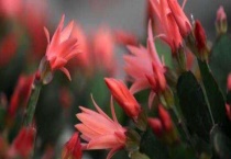 仙指兰的寓意是什么？