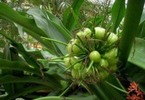 文殊兰种子长什么样