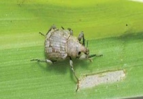 稻水象甲怎么防控？附形态特征和危害特征