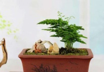 云竹和文竹的区别？