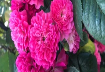 红木香不开花怎么办？