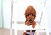 泰迪狗咳嗽怎么办？泰迪狗咳嗽的原因？