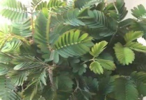 含羞草缺水干了怎么办？