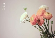 洋牡丹的养殖方法和注意事项是什么？