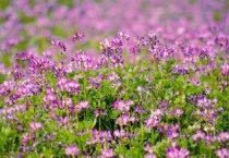 有毒紫云英什么样