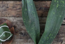 粽子叶是什么叶子