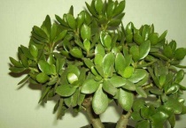 玉树能嫁接蟹爪兰吗？