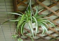 吊兰长出的硬杆是什么？