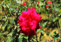 玫瑰花为什么会枯萎