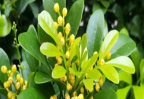 米兰叶子发黑掉落怎么办？注意浇水需要浇透