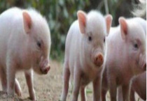 猪轮状病毒病防治方法 附特点和症状