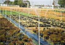 哪种花适合浇硫酸亚铁